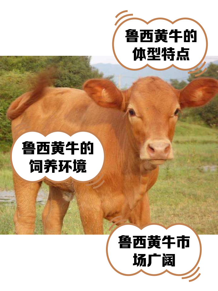 屯昌最新医保取现黄牛方法分析(最方便真实的屯昌医保取现黄牛怎么取方法)